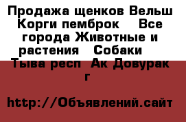 Продажа щенков Вельш Корги пемброк  - Все города Животные и растения » Собаки   . Тыва респ.,Ак-Довурак г.